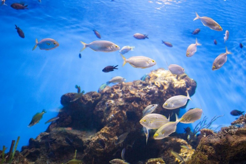 Hurghada czy Sharm El Sheikh – co wybrać?