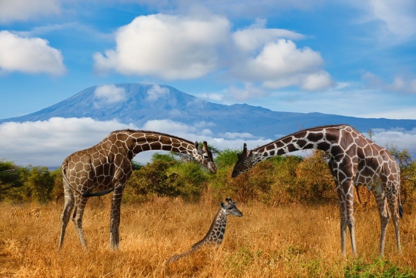 Kilimanjaro, Amboseli National Park, Keňa