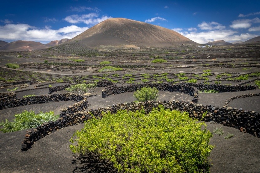 vinice, Lanzarote