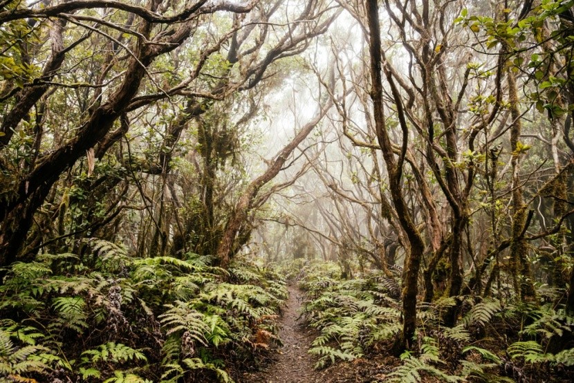 vavřínový prales Anaga