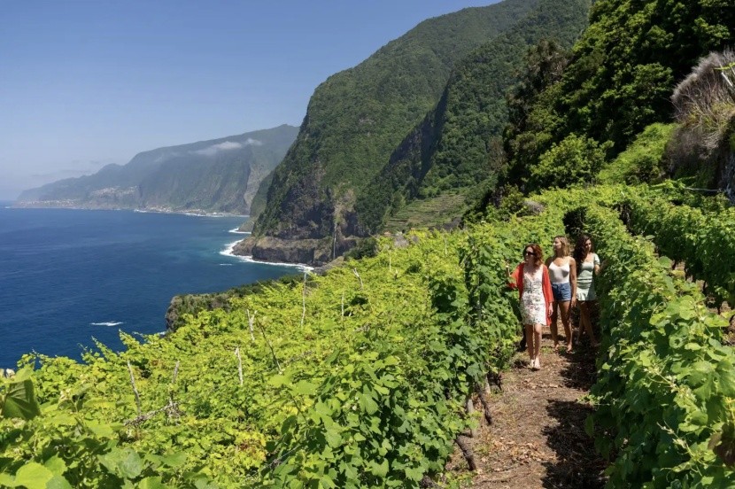 vinice, Seixal, Madeira