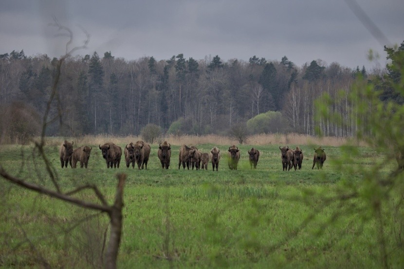 Stádo zubrů v Bělověžském pralese