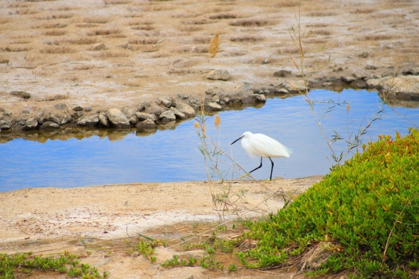La Charca de Maspalomas