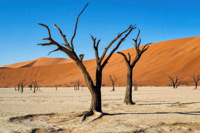 Dolina Deadvlei na pustyni Namib