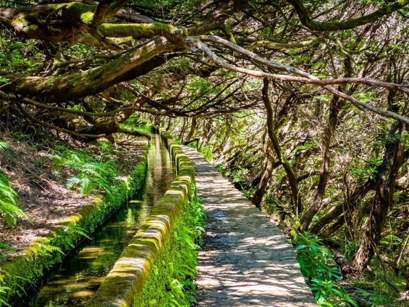 Lewada otoczona lasami