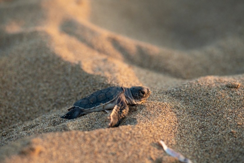 Żółw na Lara Beach