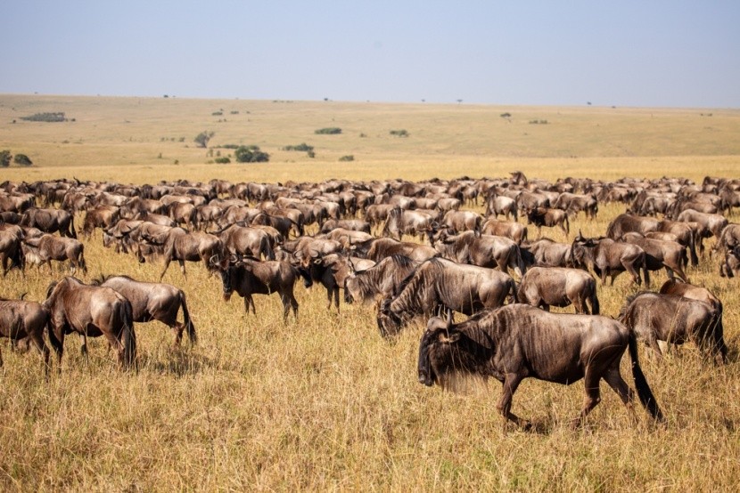 Wielka Migracja Zwierząt na Safari w Kenii