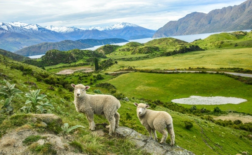 ovce, Nový Zéland