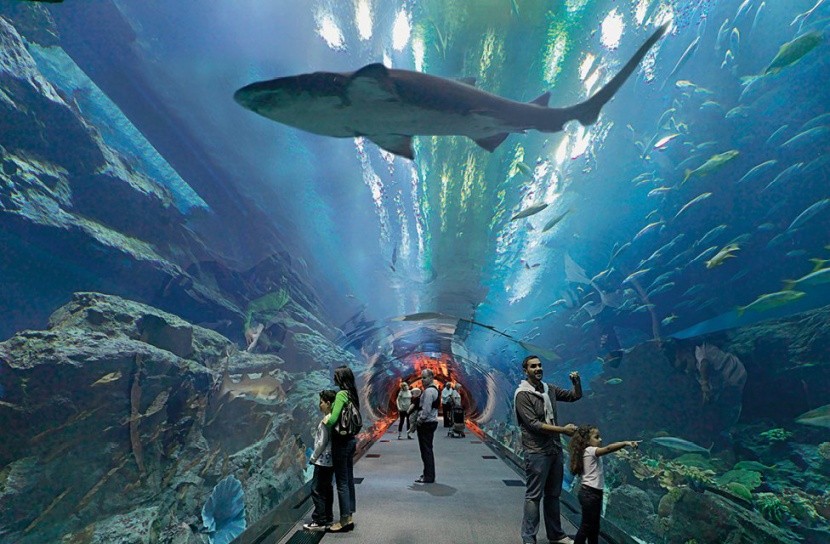 Dubai Aquarium and Underwater Zoo