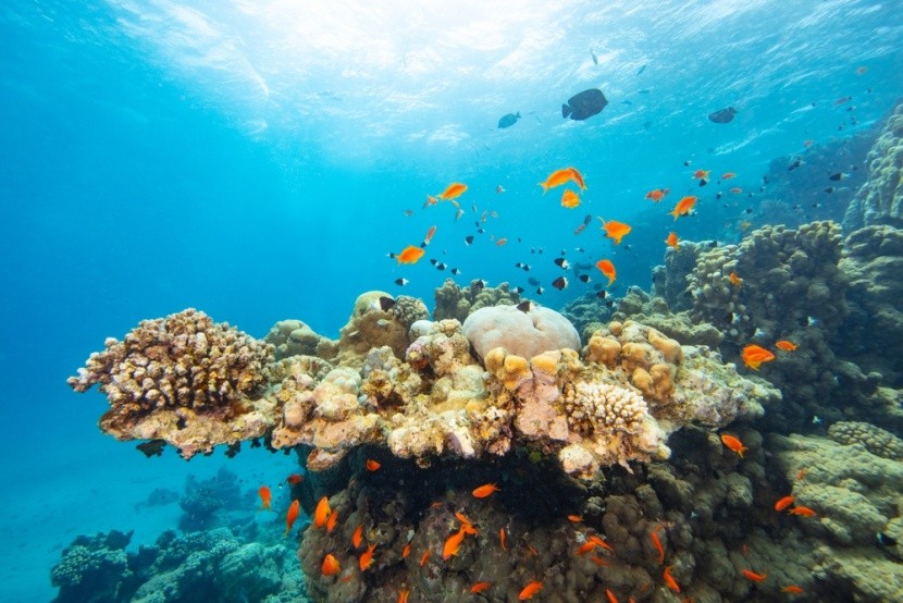Podmořský svět v Marsa Alam, Egypt