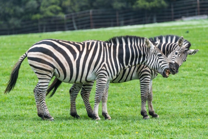Zebrák a Safari Parkban