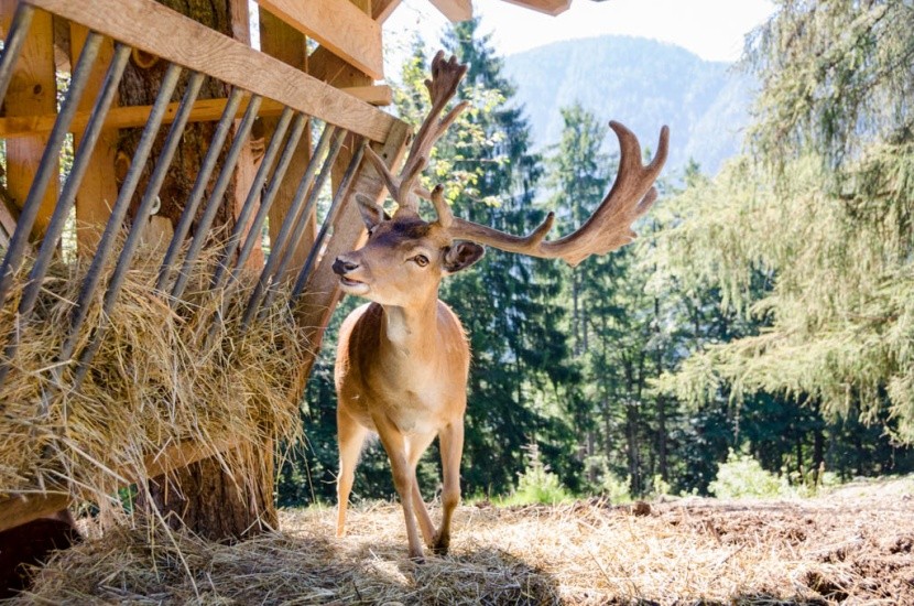 Zvířecí park Rainguthof, Jižní Tyrolsko
