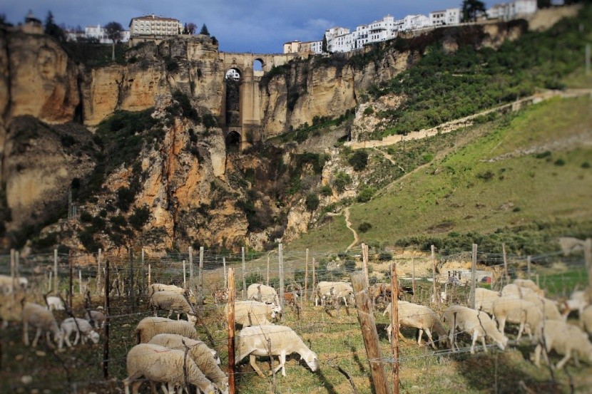 Miasto Ronda - informacje