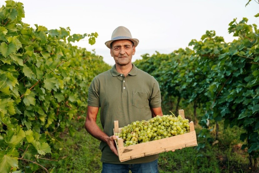 Gdzie na Węgry? Tokaj