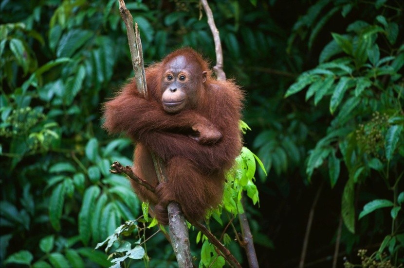 Atrakcje Indonezji - orangutany z Borneo