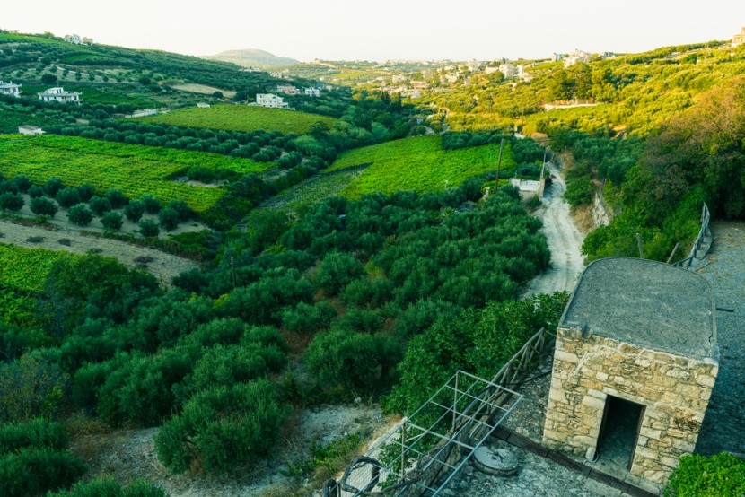 Vinice v Archanes, Kréta