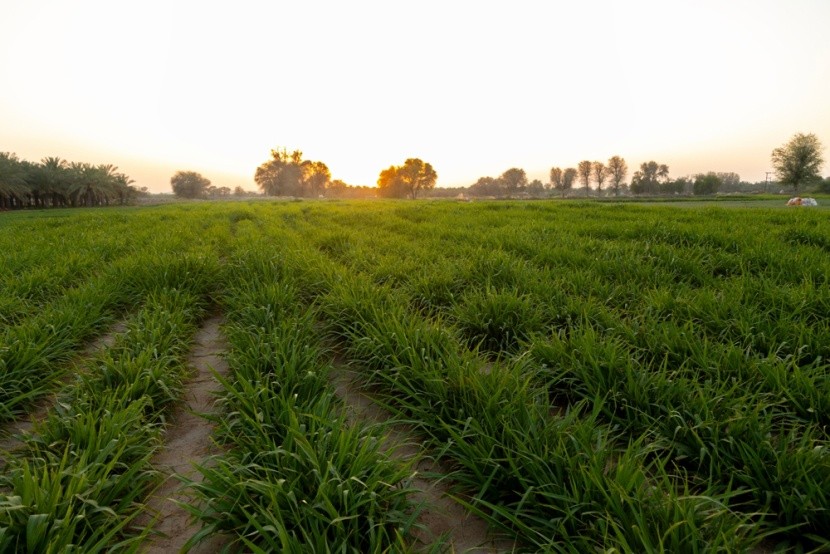 Farmy v Ras al-Khaimah