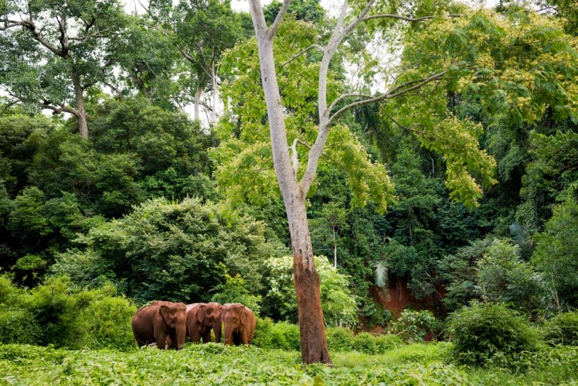 svobodní sloni v Kambodži