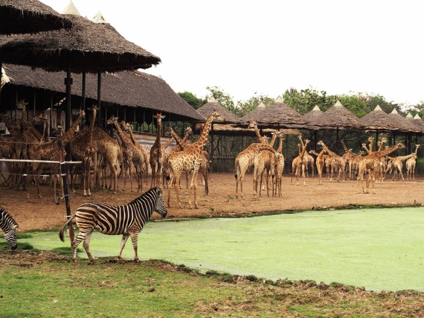 Safari World, Bangkok, Thajsko