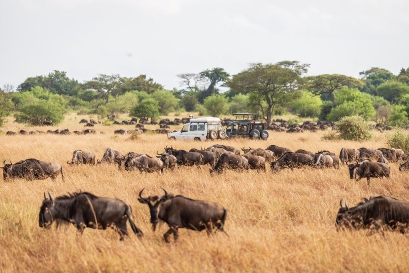 Wielka Migracja Zwierząt, Masai Mara