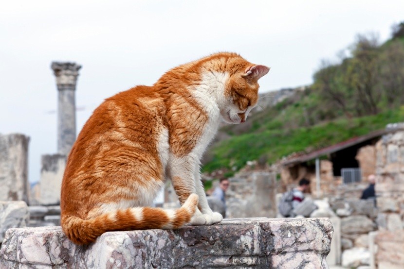 Koty w Rzymie
