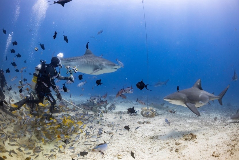 Žralok býčí v  Beqa Lagoon, Fidži