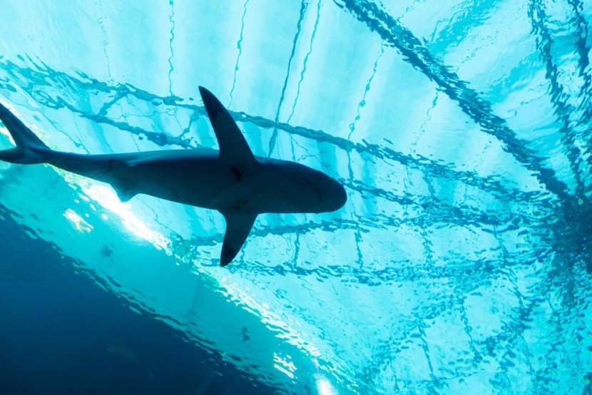 Największe akwaria na świecie