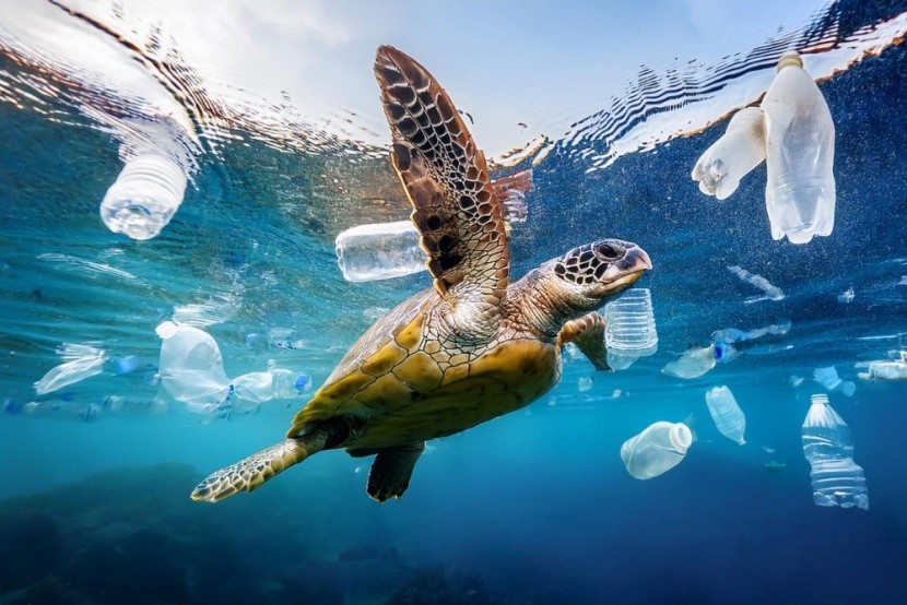 Műanyagpalackok a Vörös-tengerben