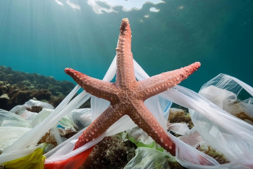 Tengeri csillag műanyag szemét között
