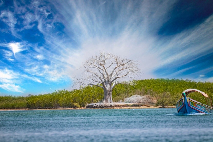 bílý baobab v deltě, Senegal