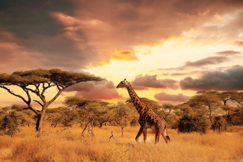 Kenia w grudniu