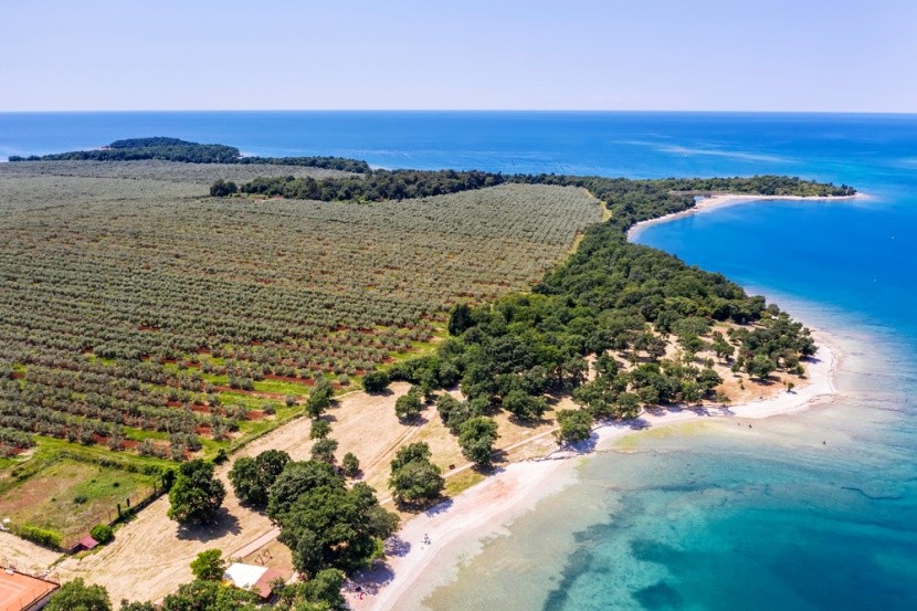 pláž a olivovníky, Cervar Porat, Istria