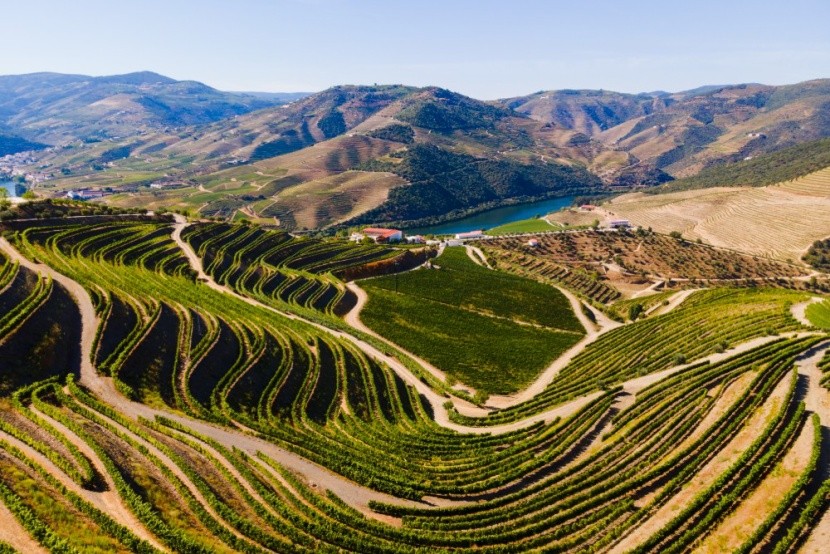 A Douro-völgy teraszos szőlőültetvényei