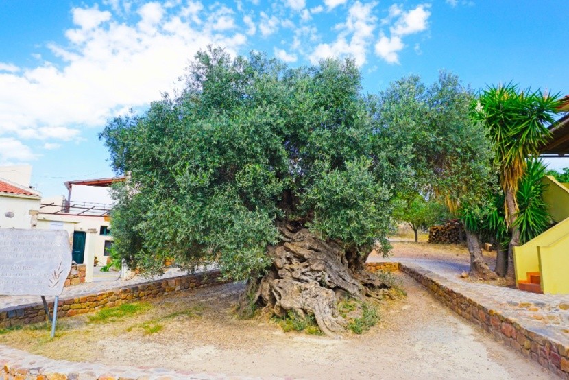 A világ legidősebb olajfája