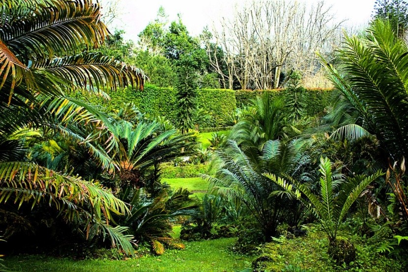 Viveiro botanikus kert - oázis Sal szigetén