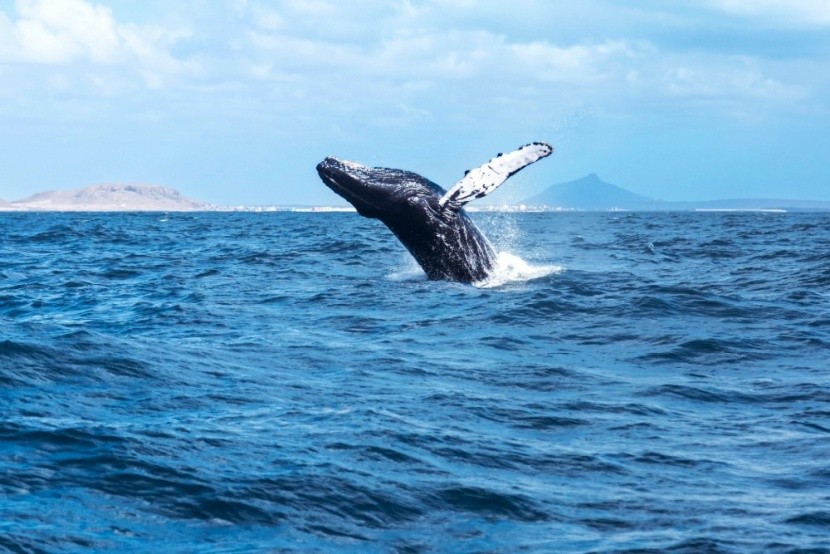 A Hosszúszárnyú bálnák otthona