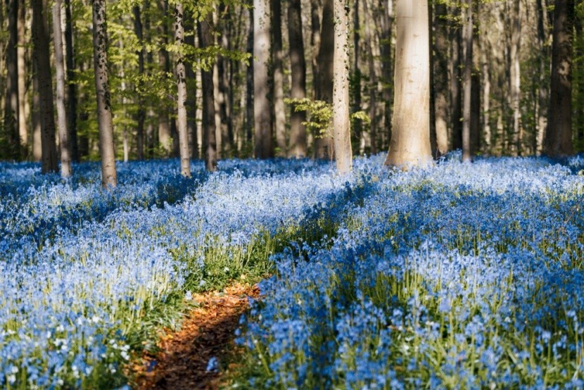 Hallerbos misztikus kék erdeje