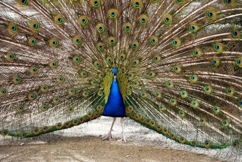 Paw w Plaka Forest na Kos