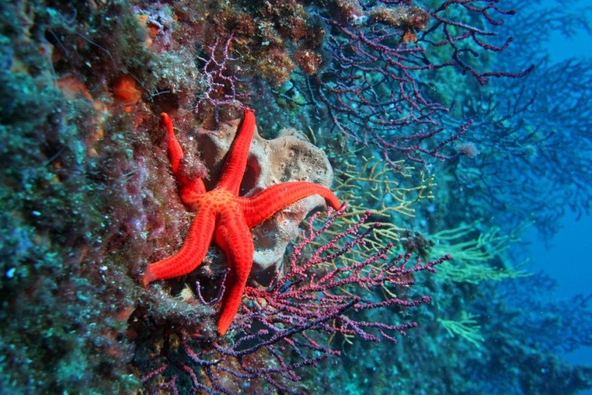 mořská hvězdice, Marseille, Francie