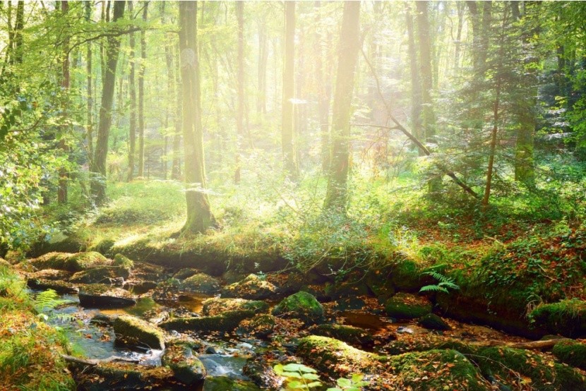 mystický les Brocéliande, Bretaň