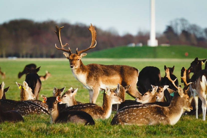 A Phoenix Park szarvasai