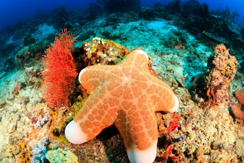 A Királynő Kertjei víziparadicsom Kubában