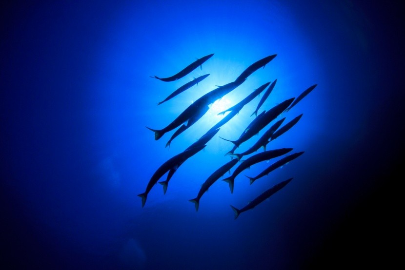 Barrakudy w Parku Narodowym Cabrera