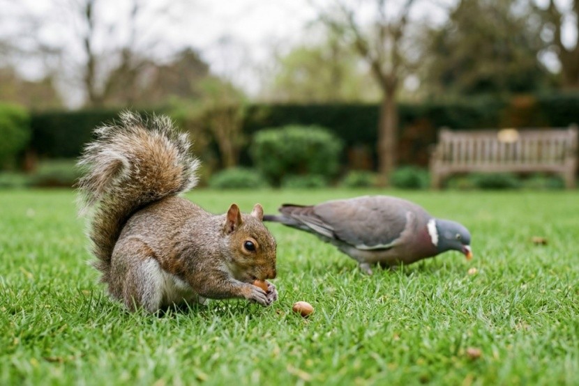 A St.James park mókusai
