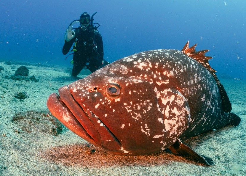 Garajau Marine Reserve, Madeira
