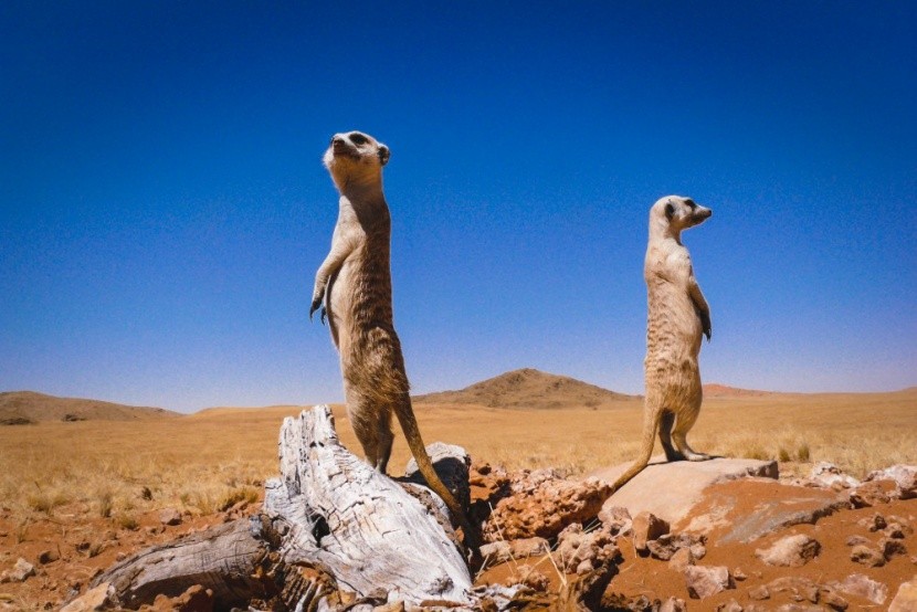 A Kalahári-sivatag őrszemei