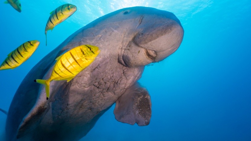 Dugong neboli mořská kráva