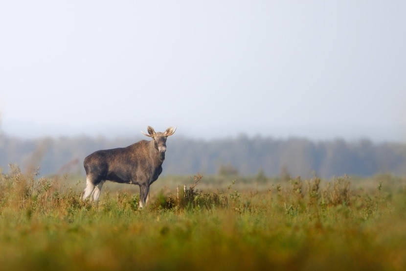 Łoś w Biebrzańskim Parku Narodowym