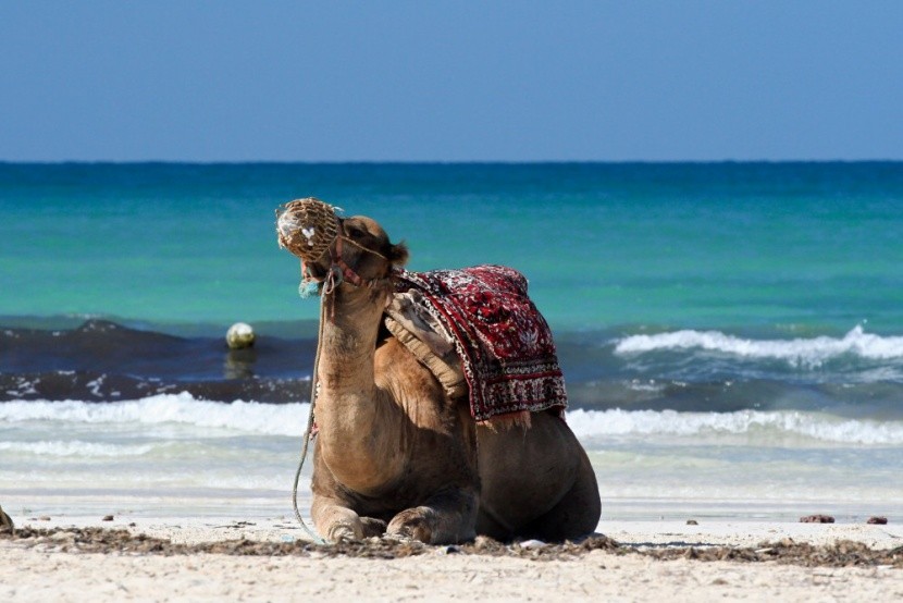 Fedezd fel Djerba szigetét!
