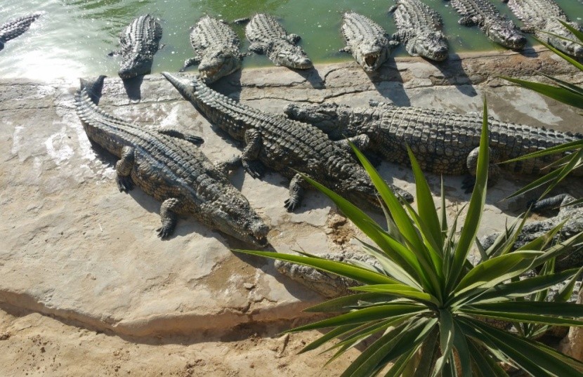 Krokodilfarm, Djerba